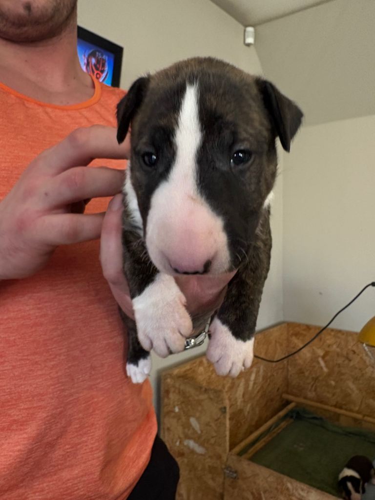 English bull terrier puppies