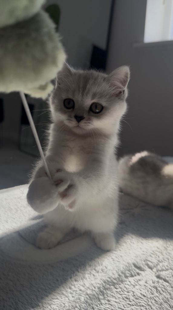 British Shorthair Kittens 
