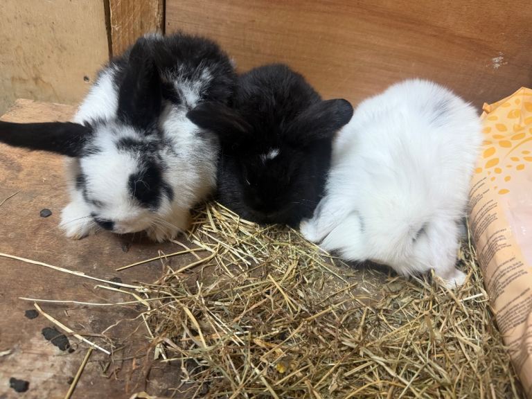 Baby Rabbits bunny – Lionhead x Holland Lop Mix