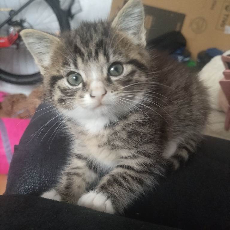 Male kitten looking new lovely home