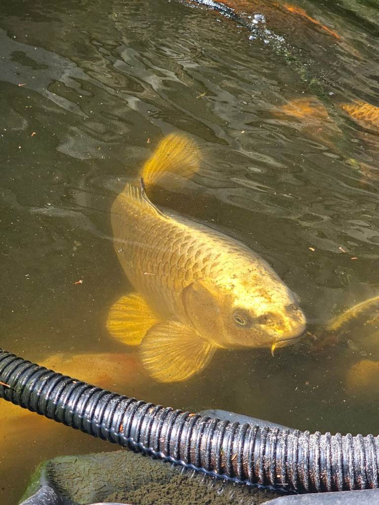 mix of koi/ sturgeon and tench for sale 