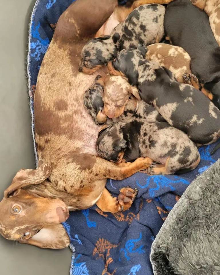 Wonderful miniature dachshund puppys 