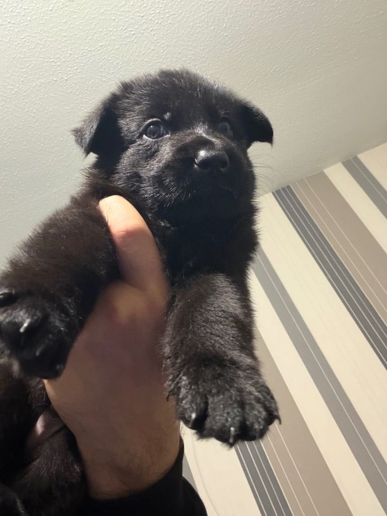 7beautiful German shepherd puppies for sale