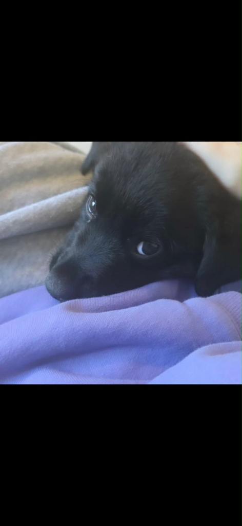 Collie x Lab