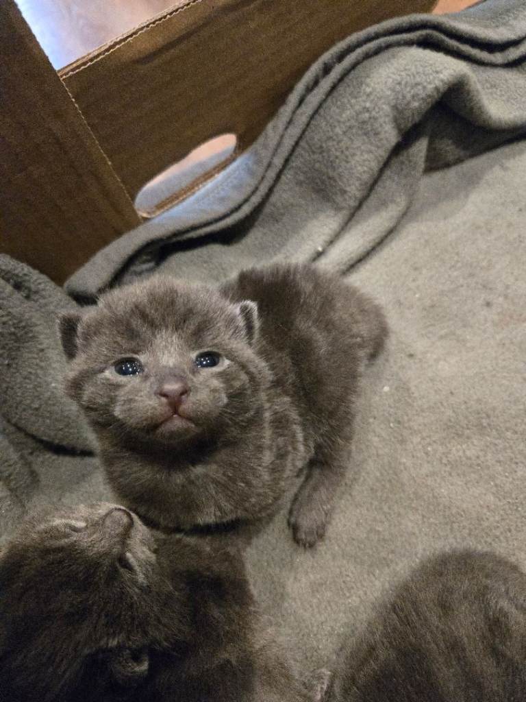 British short-hair kittens