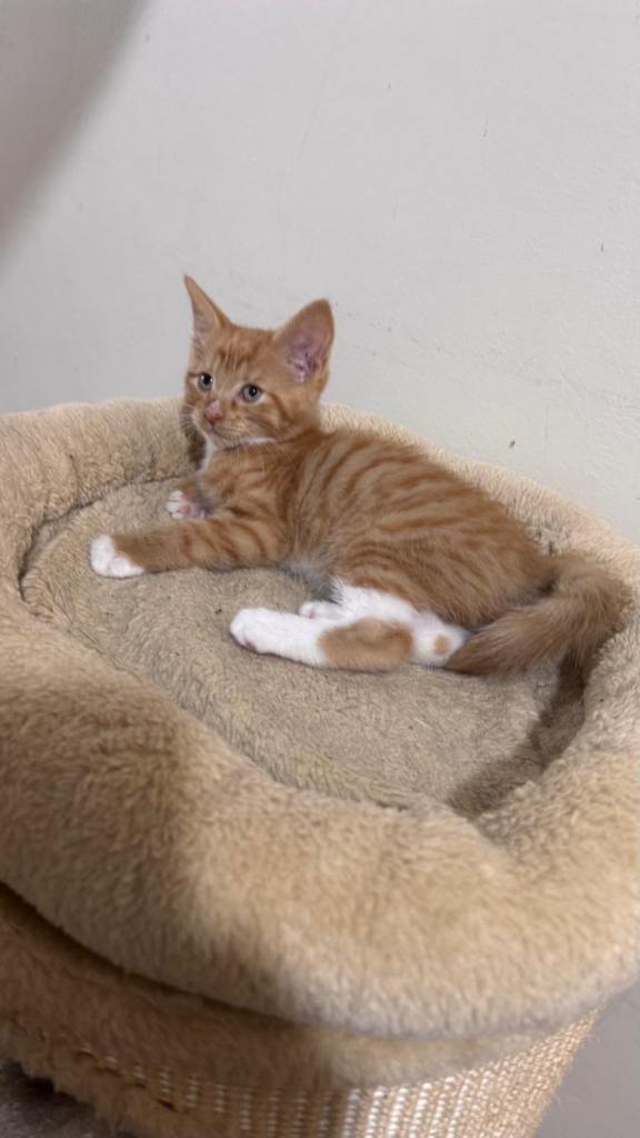 Kittens