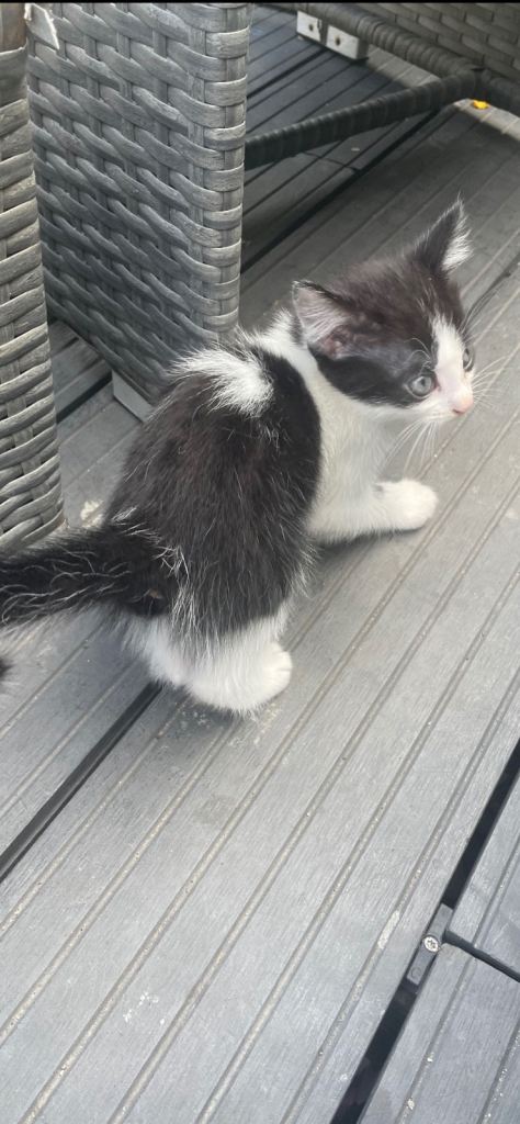 Beautiful mixed litter of kittens 