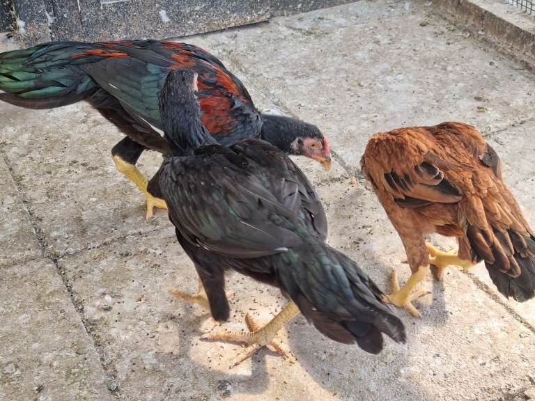 Aseel chicken for sale 