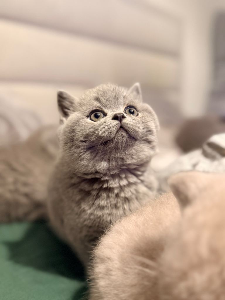 British Shorthair Kittens