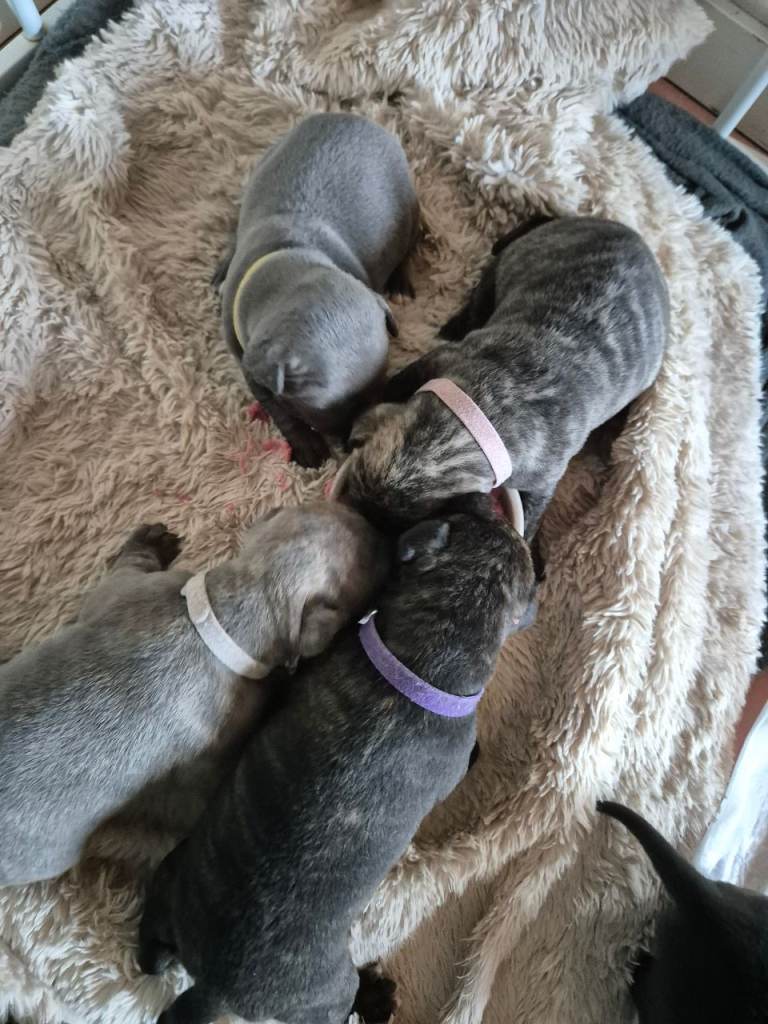Frenchie x staffy puppies