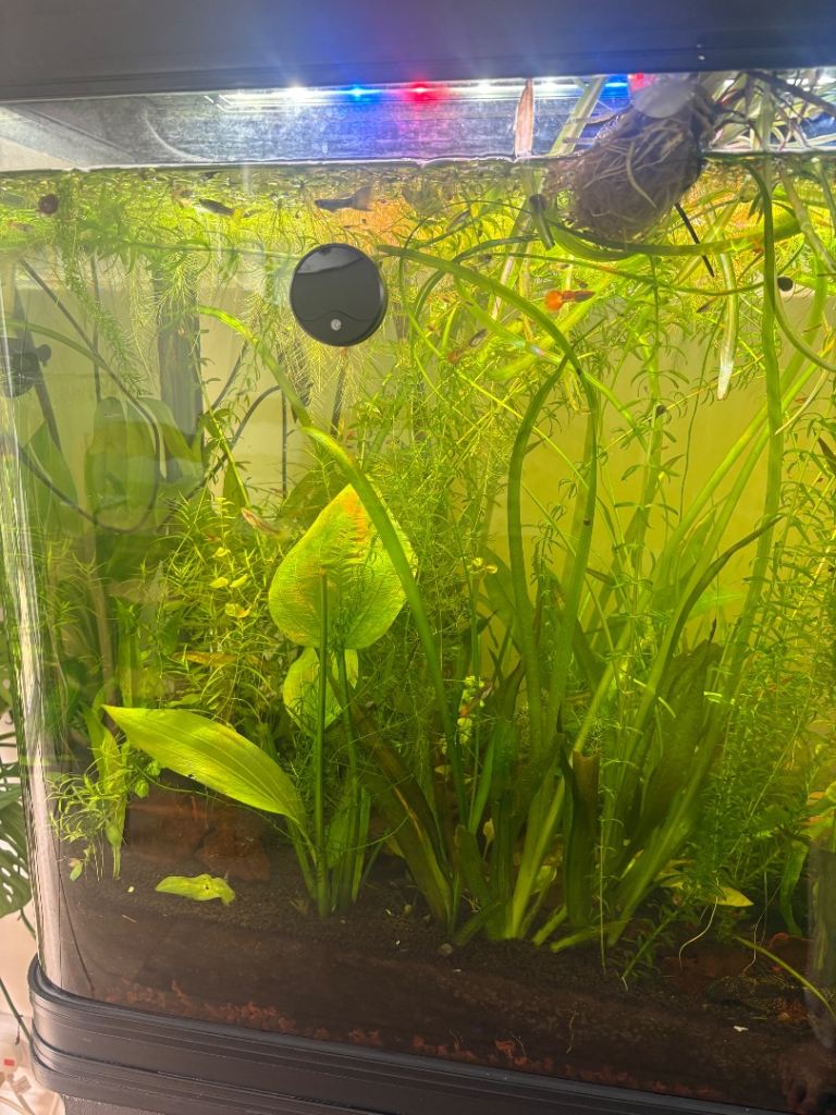 Aquarium fish & plants | Plecos, endler guppies, guppies, ramshorn snails, floating aquatic plants