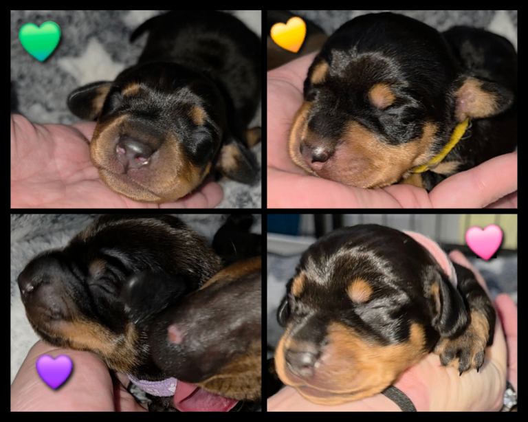 🐾🐶Miniature Dachshund Puppies 🐶🐾