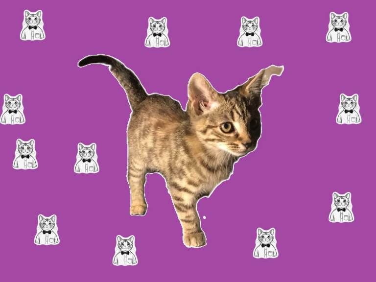 Kitten for Loving Home