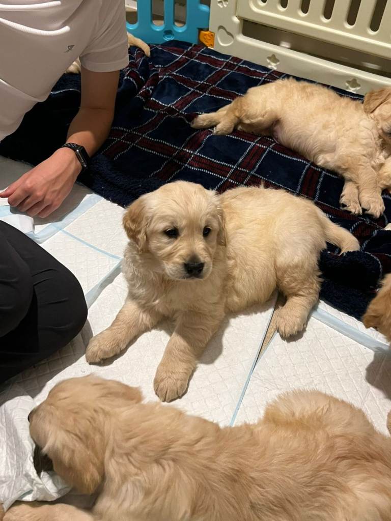 Beautiful golden retreivers 