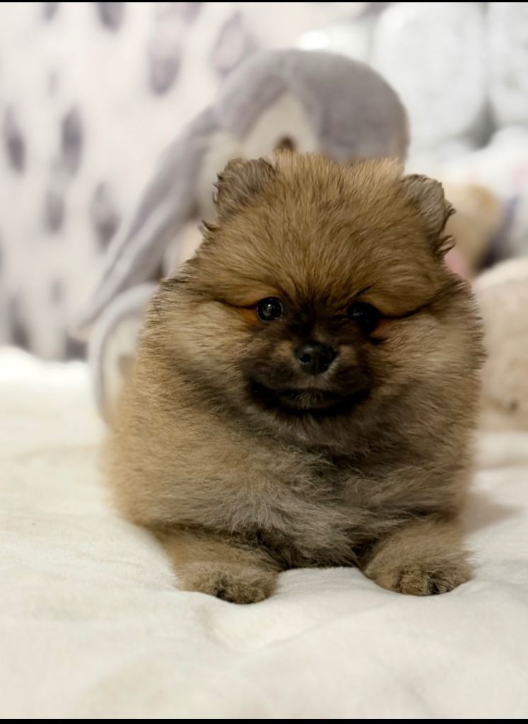 Kc reg Pomeranian pups