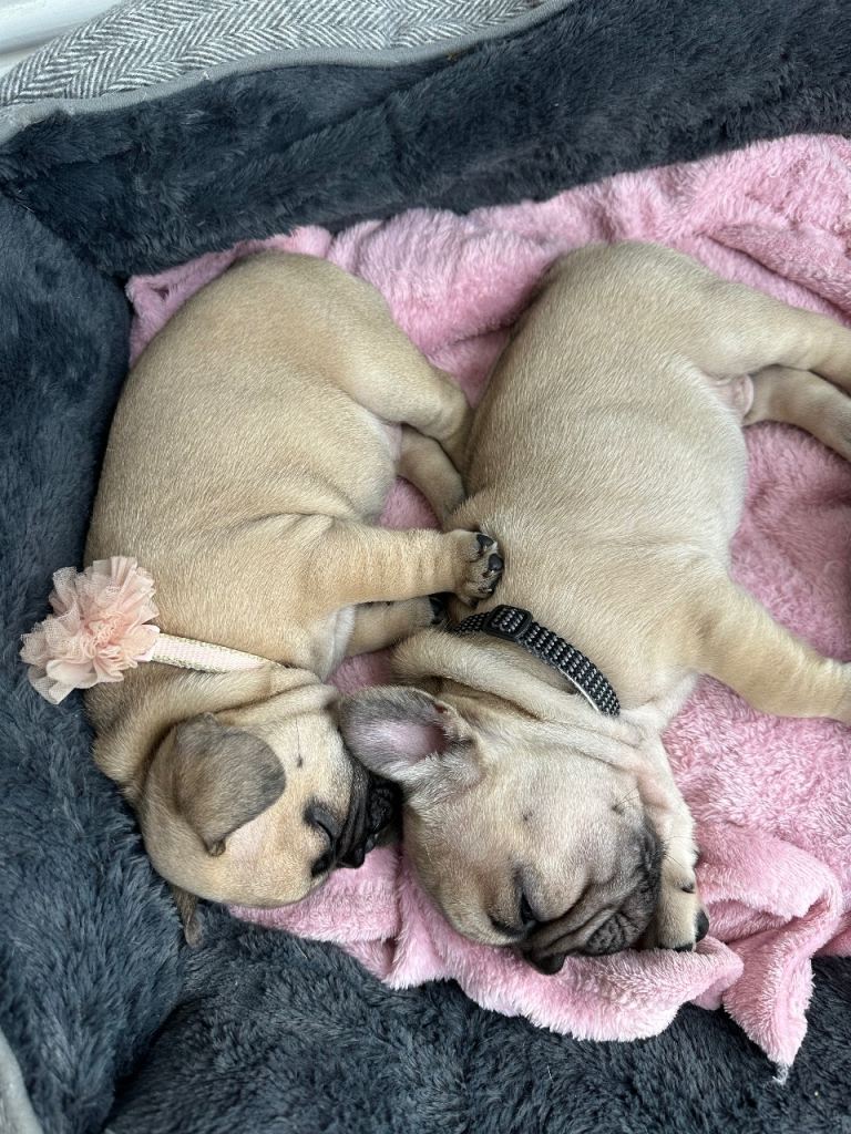 French Bulldog 