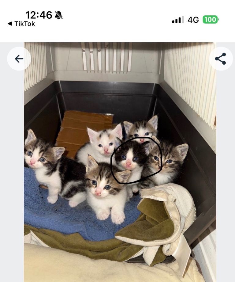 Kittens £100 each