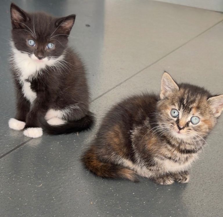 3 beautiful kittens 