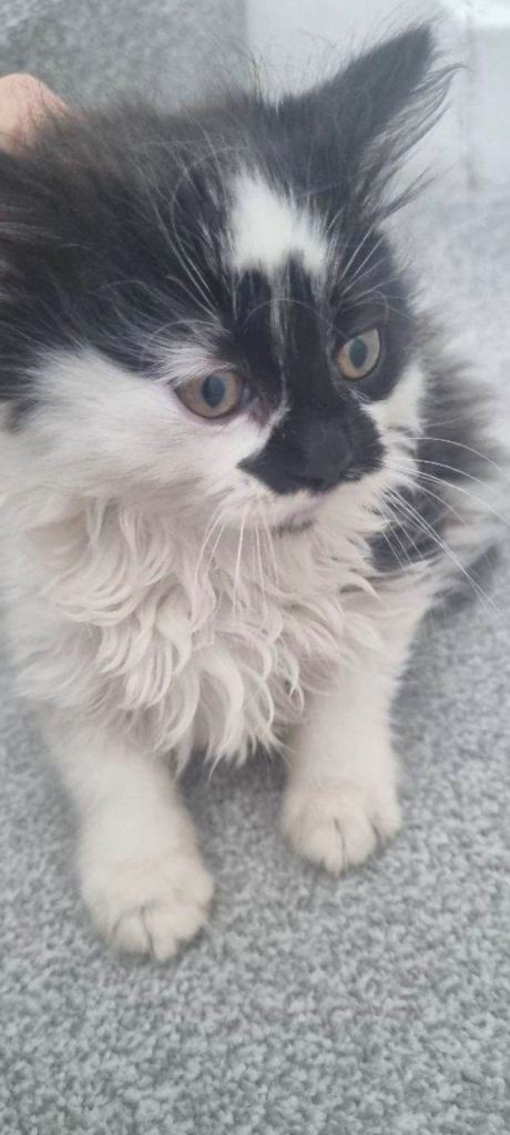 3 little adorable kittens