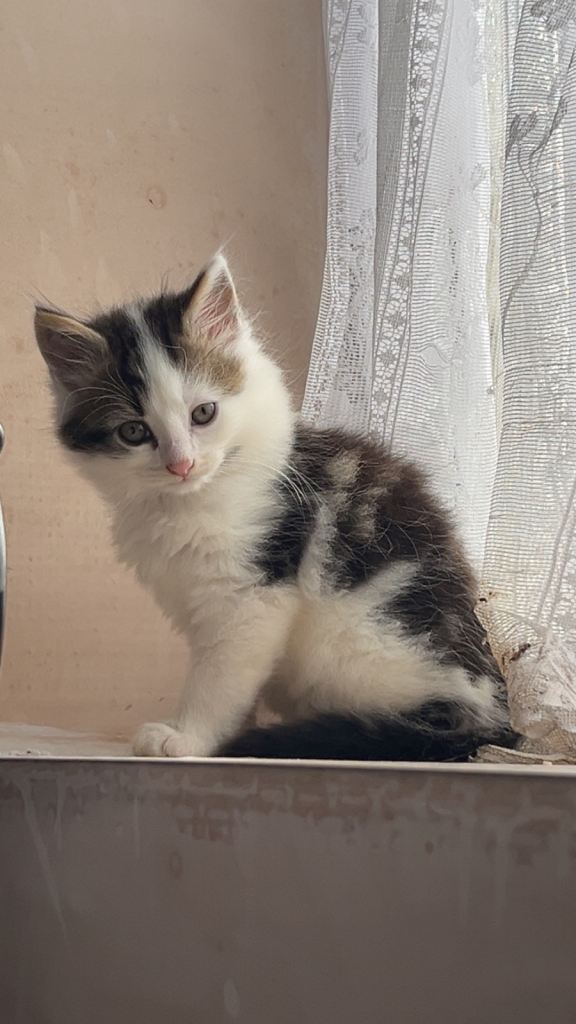 2 beautiful calico mix male kitty's remaining