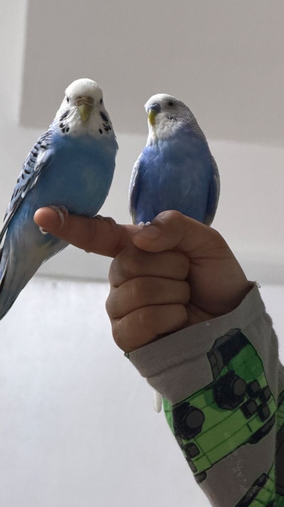🐦 Adult Hand-Tamed Budgies for Sale – Male & Female Pair 🐦