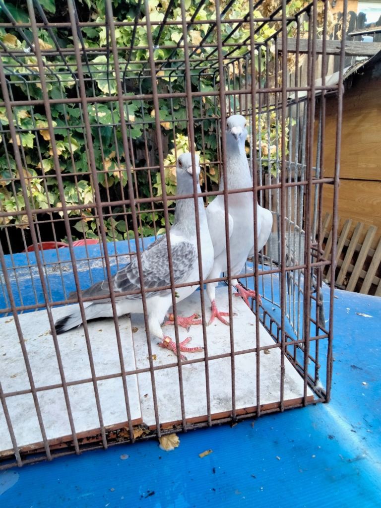 Pigeons for sale 