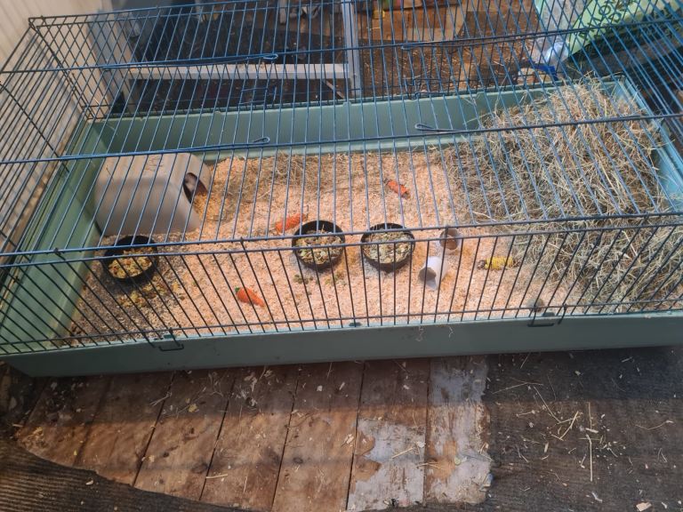 4 x Guinea pigs plus cage