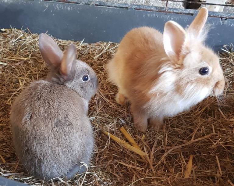 Double maned Lionhead baby rabbits + netherland dwarf