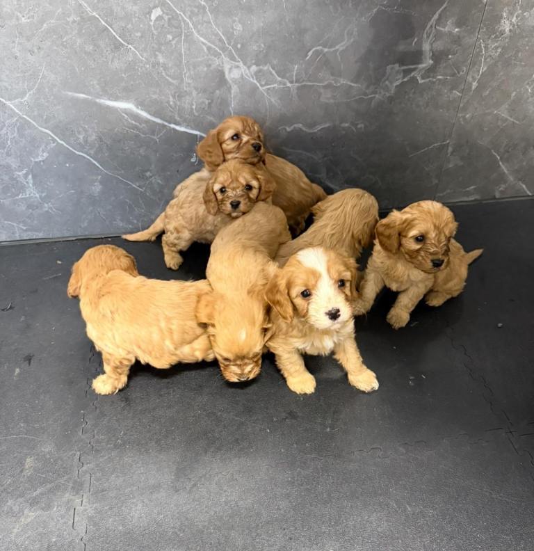 7 cavapoo puppy’s. 1girl 6boys 