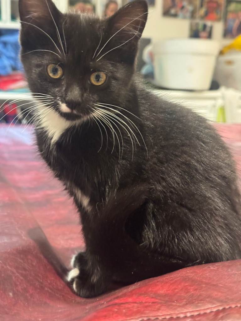 Lovely wee black and white girl kitten
