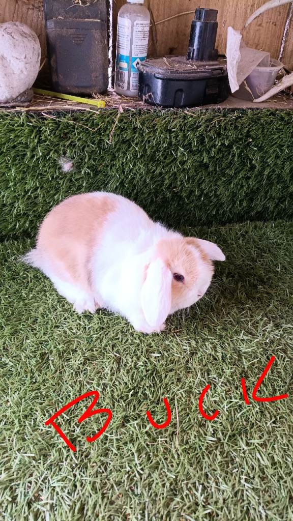 Pure mini lops 