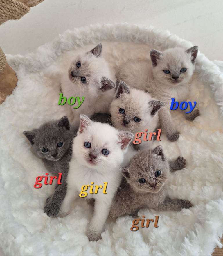 Beautiful BSH kittens looking for loving homes, London 