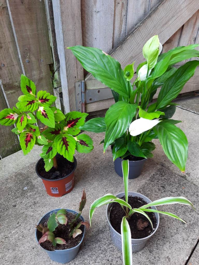 4 Indoor plants bundle.