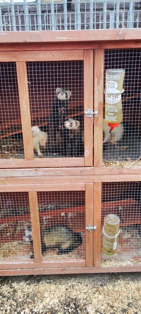 STANDARD FERRETS READY TO LEAVE NOW IN FIFE