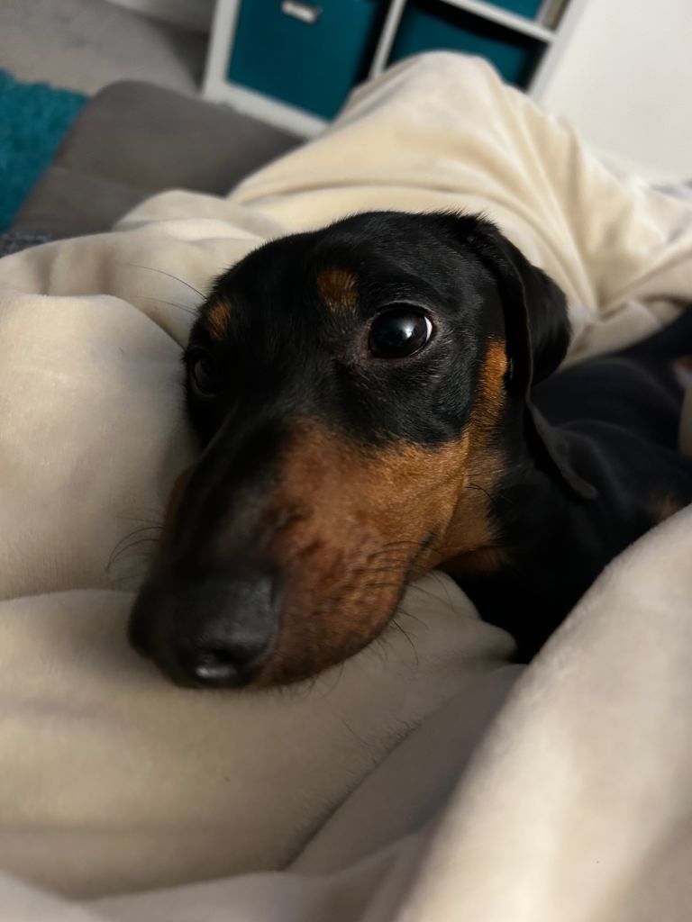 Dachshund (Intact Male) Aged 2