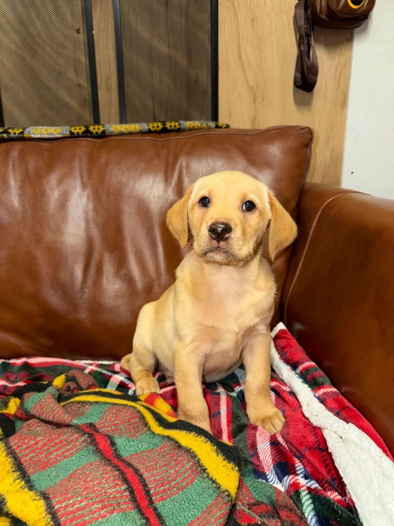  4 left reduced Kc registered fox red Labrador puppies 🐶 