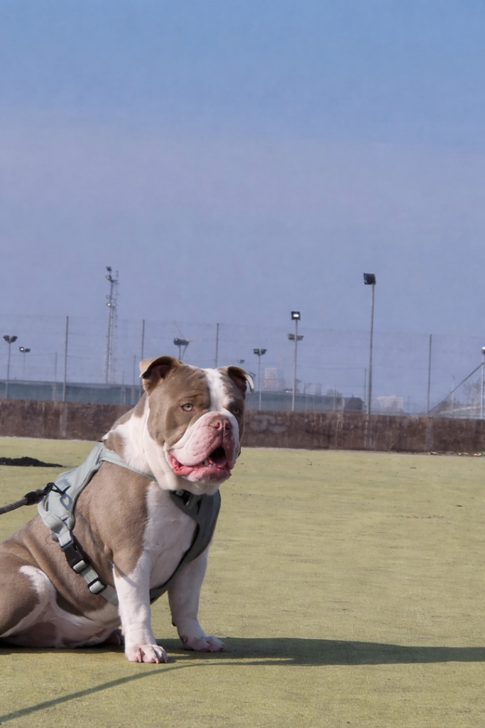 Old Tyme Bulldog for sale  