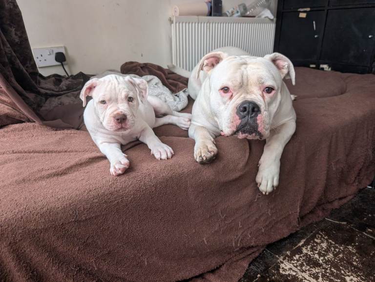 2 white females Johnson American Bulldogs