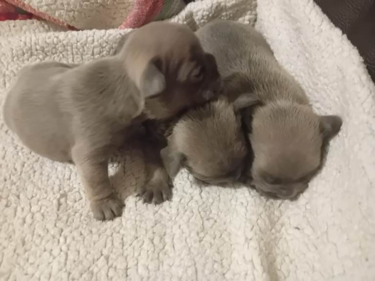 French bulldog puppies