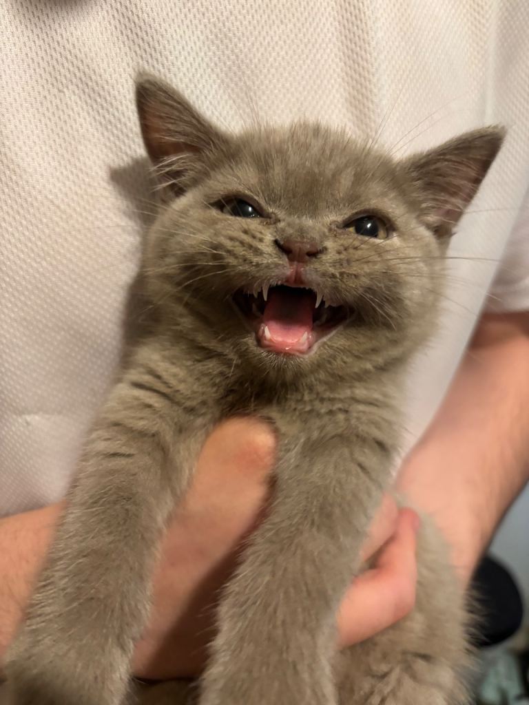 british shorthair 
