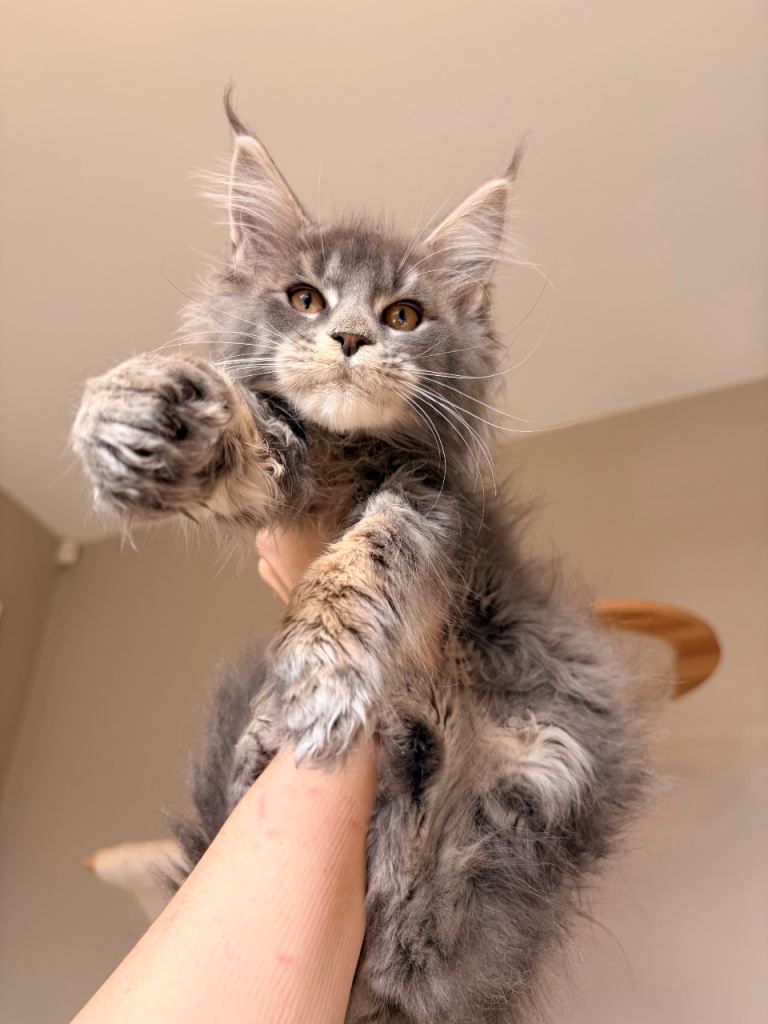 Large TICA Reg Maine Coon Kittens