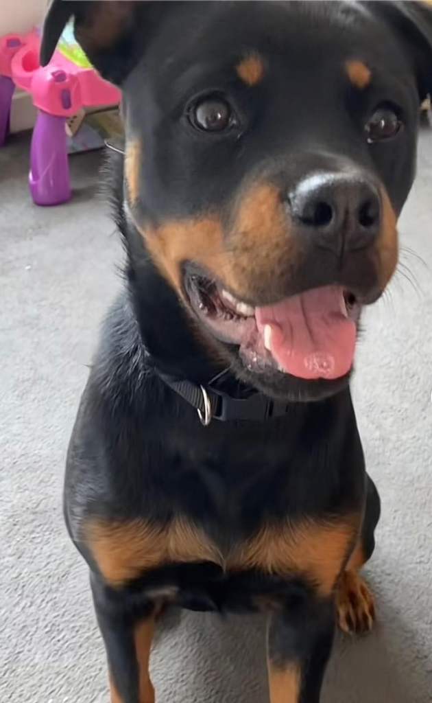 Looking to rehome our beloved dog