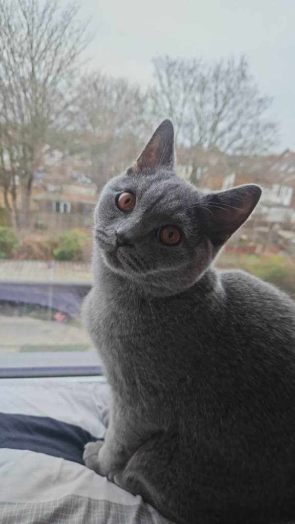 British Shorthair Kitten For Sale