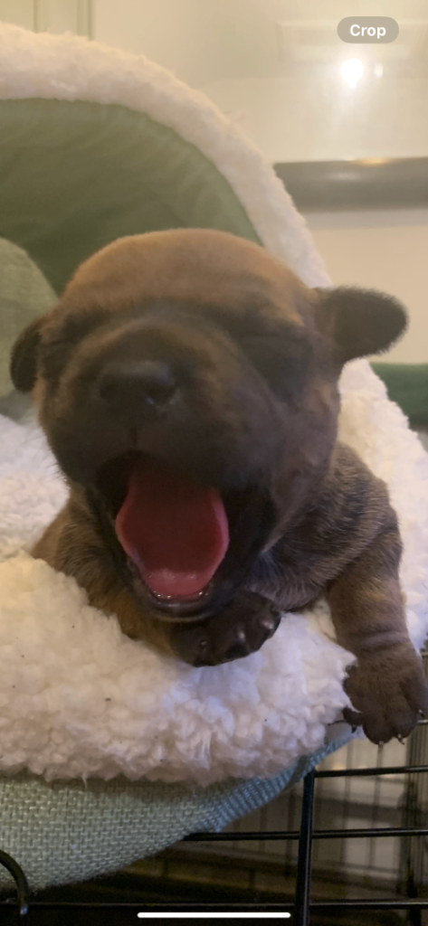 Staff puppies for sale