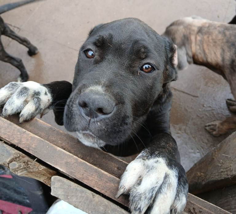 LAST Female Cane Corso pups 