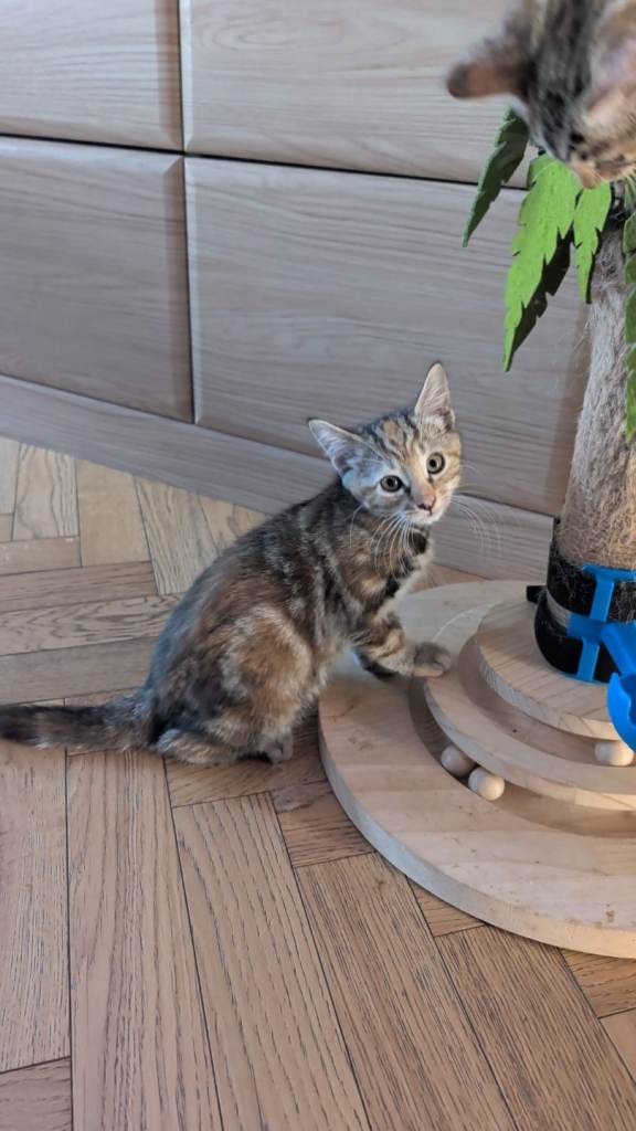 Two beautiful Tiger kitens looking for loving  homes