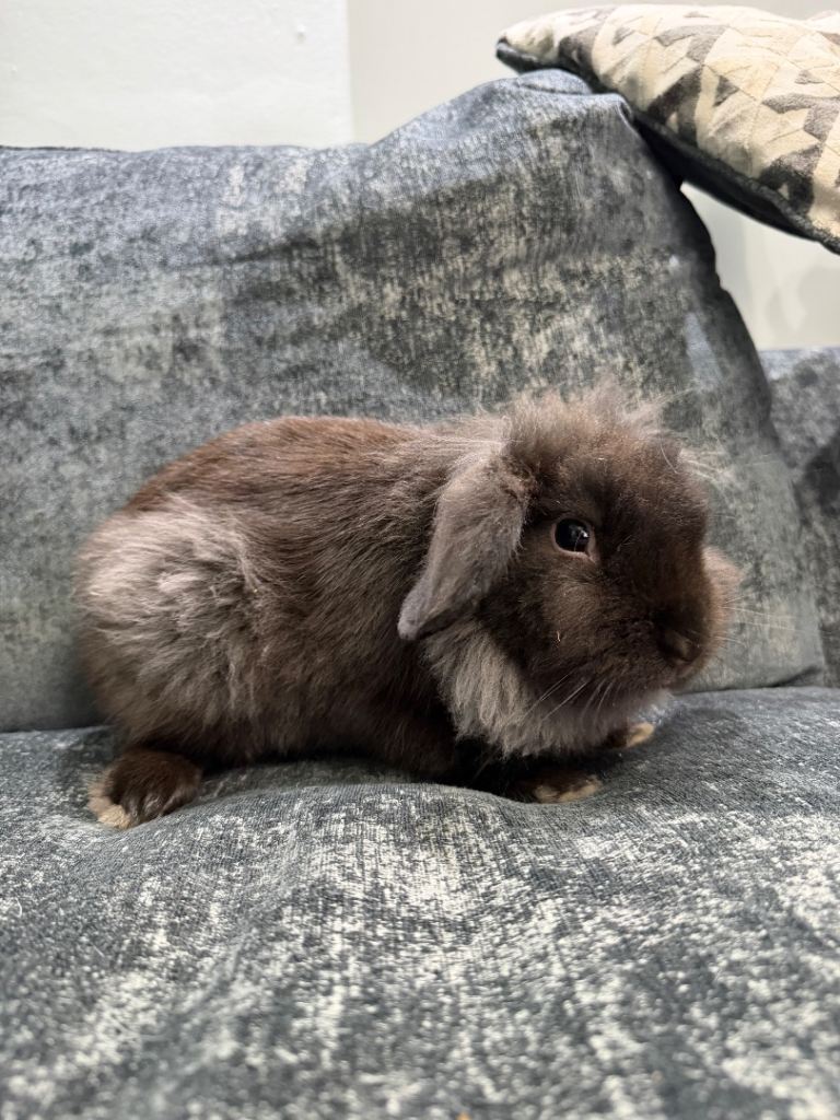 6 month old male mini lion lop