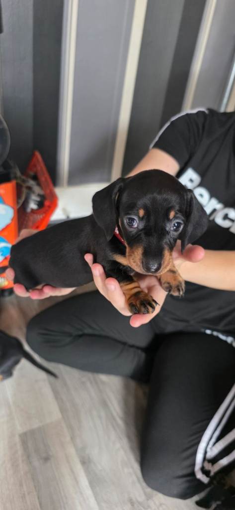 Miniture daschund puppy