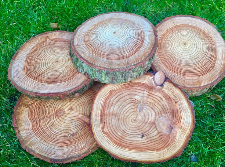 Real log slices tree blanks bark rustic cake stand log 