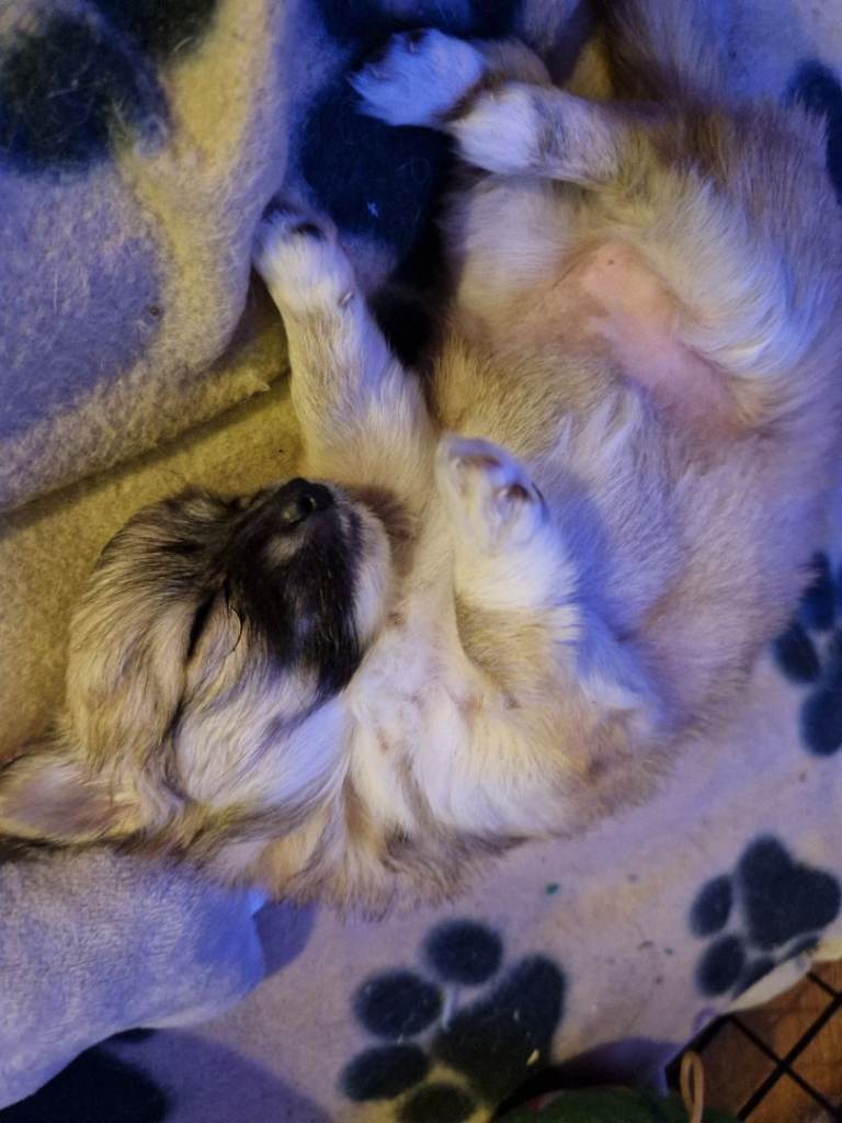 Female chihuahua puppy